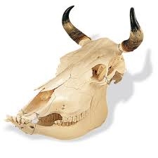 Cow Skull (Bos taurus)