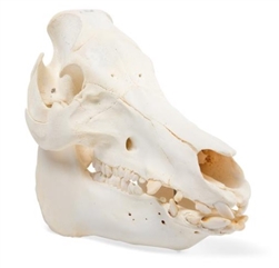 Domestic Pig Skull (Sus Scrofa Domesticus)