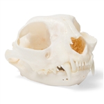 3B Scientific Cat Skull (Felis catus), Specimen