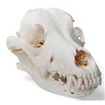 3B Scientific Dog Skull (Canis Lupus Familiaris), Size L, Specimen