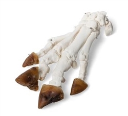 3B Scientific Domestic Pig Foot (Sus Scrofa Domesticus), Specimen