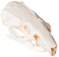 Rat Skull Model (Specimen)