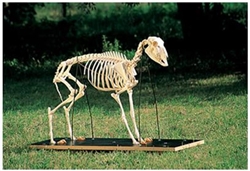 Sheep Skeleton Model