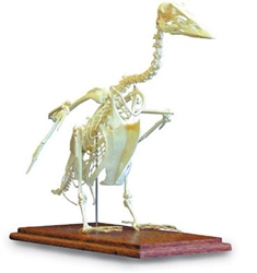 Domestic Goose Skeleton Model