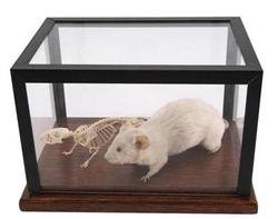 Mouse Skeleton and Stuffed Mouse
