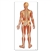 3B Scientific Anatomical Human Skeleton Chart