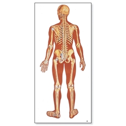 3B Scientific Anatomical Human Skeleton Chart