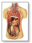 Internal Organs Chart