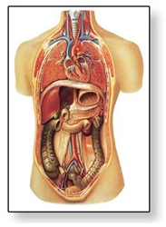 Internal Organs Chart - No Rod