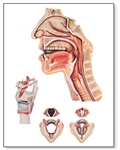 Speech Organs Chart