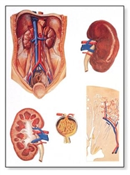 3B Scientific The Kidney Chart