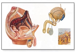 The Male Pelvic Organs Chart
