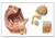 3B Scientific Human Anatomy Male Pelvic Organs Chart