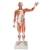 3B Scientific Life-Size Human Male Muscular Figure, 37 Part Smart Anatomy