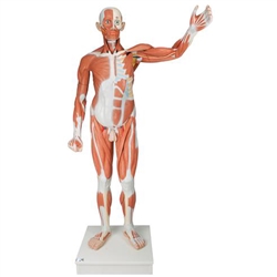 3B Scientific Life-Size Human Male Muscular Figure, 37 Part Smart Anatomy