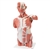 3B Scientific Life-Size Human Muscle Torso Model, 27 Part Smart Anatomy