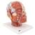 3B Scientific Head Musculature Model with Blood Vessels Smart Anatomy