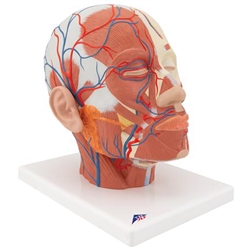 3B Scientific Head Musculature Model with Blood Vessels Smart Anatomy