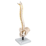 3B Scientific Flexible Human Spine Model with Soft Intervertebral Discs Smart Anatomy