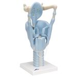 3B Scientific Functional Human Larynx Model, 3 Times Full-Size Smart Anatomy