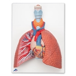 3B Scientific Lung Model with Larynx, 5 Part Smart Anatomy