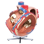 3B Scientific Giant Human Heart Model, 8 Times Life-Size Smart Anatomy