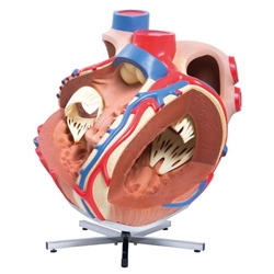 3B Scientific Giant Human Heart Model, 8 Times Life-Size Smart Anatomy