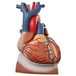 3B Scientific Heart and Diaphragm Model, 3 Times Life-Size, 10 Part Smart Anatomy