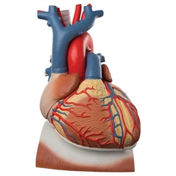 3B Scientific Heart and Diaphragm Model, 3 Times Life-Size, 10 Part Smart Anatomy