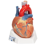 3B Scientific Human Heart Model, 7 Part Smart Anatomy