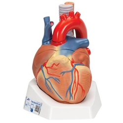 3B Scientific Human Heart Model, 7 Part Smart Anatomy