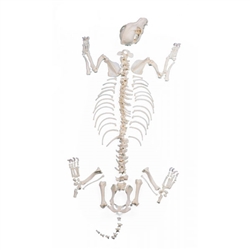 Erler Zimmer Dog Skeleton, Unassembled, Middle Size Dog