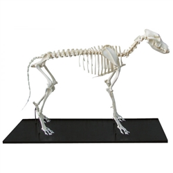 Erler Zimmer Dog Skeleton, Assembled, Small Size Dog