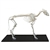 Erler Zimmer Dog Skeleton, Assembled, Middle Size Dog