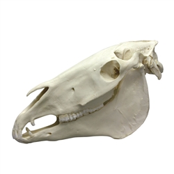 Erler Zimmer Horse Skull