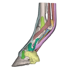 Erler Zimmer Foot of a Horse as Model - Model 1