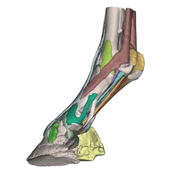 Erler Zimmer Foot of a Horse as Model - Model 2