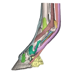 Erler Zimmer Foot of a Horse as Model - Model 3