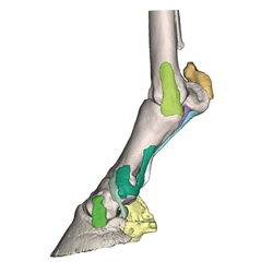 Erler Zimmer Foot of a Horse as Model - Model 4