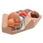 3B Scientific Male Urinary System Model, 3/4 Life-Size Smart Anatomy