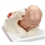 3B Scientific Birthing Process Model with 5 Stages Smart Anatomy