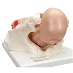 3B Scientific Birthing Process Model with 5 Stages Smart Anatomy
