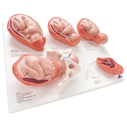 3B Scientific Labor Stages Model, Small Smart Anatomy