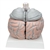 3B Scientific Giant Human Brain Model, 2.5 Times Full-Size, 14 Part Smart Anatomy