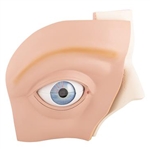 3B Scientific Human Eye Model, 5 Times Full-Size, 12 Part Smart Anatomy