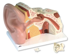 3B Scientific Giant Ear Model, 5 Times Full-Size, 3 Part Smart Anatomy