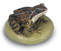 Common Frog Model (Male)