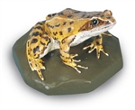 Common Frog Model (Female)