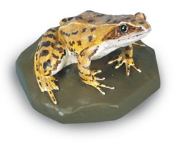 Common Frog Model (Female)