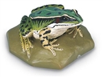 Edible Frog Model (Female)